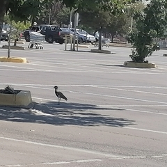 Vanellus chilensis chilensis