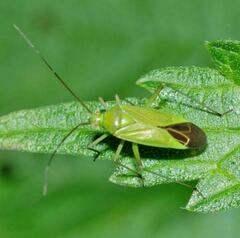 Calocoris affinis