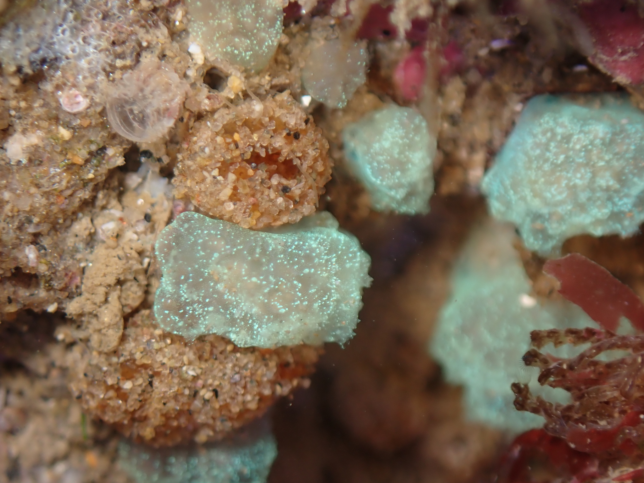 Euherdmania claviformis (Ritter, 1903)