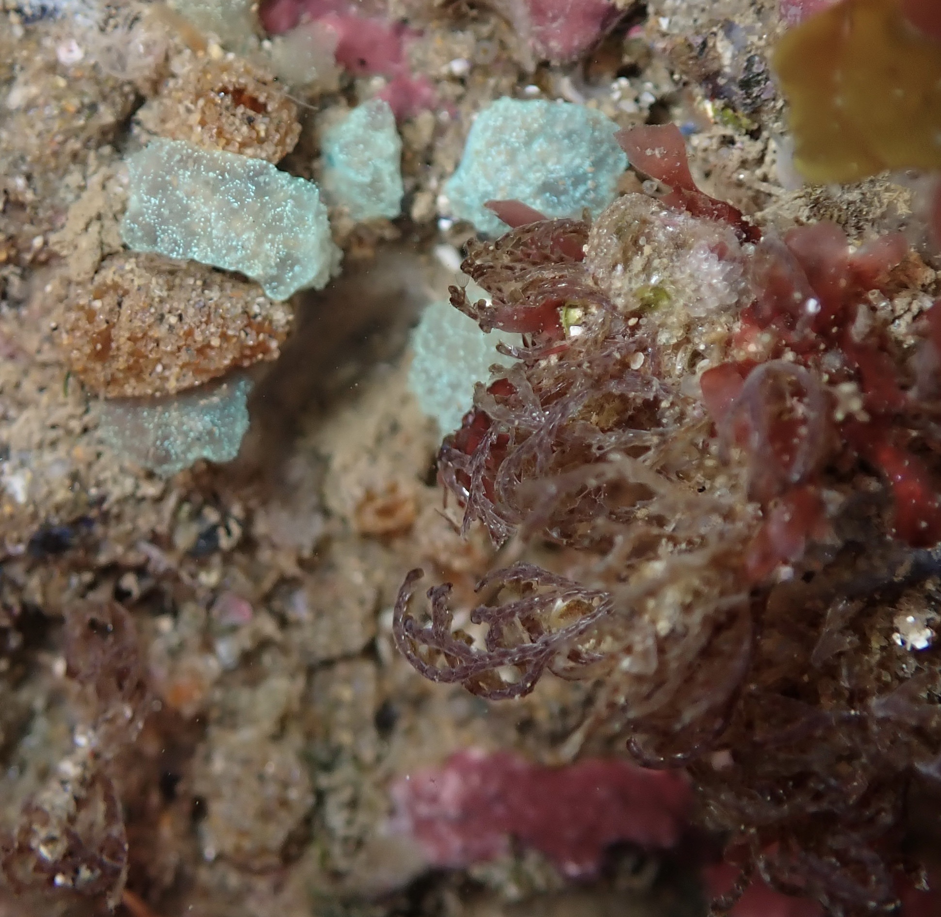 Euherdmania claviformis (Ritter, 1903)
