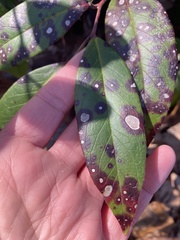 Mycosphaerella colorata