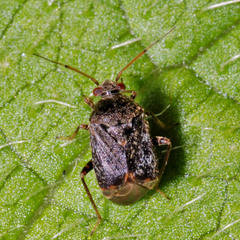 Charagochilus gyllenhalii