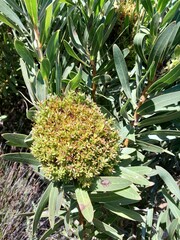 Protea witches broom phytoplasma