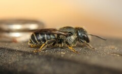 Osmia caerulescens