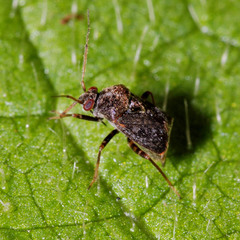 Charagochilus gyllenhalii