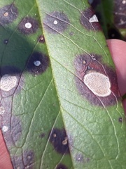 Mycosphaerella colorata