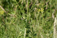 Pastinaca