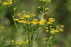 Pastinaca
