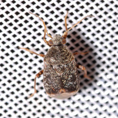 Charagochilus gyllenhalii