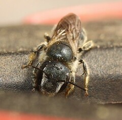 Osmia caerulescens