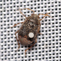 Charagochilus gyllenhalii
