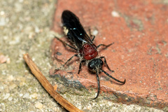 Mimecomutilla renominanda