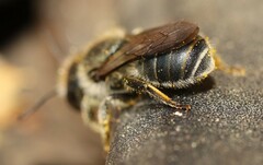 Osmia caerulescens