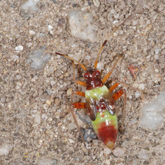 Closterotomus biclavatus