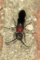 Mimecomutilla renominanda