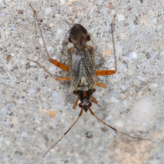 Closterotomus fulvomaculatus