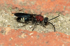 Mimecomutilla renominanda