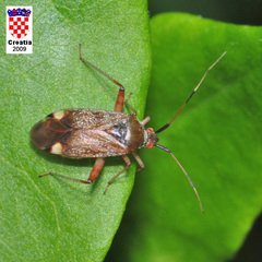 Closterotomus fulvomaculatus