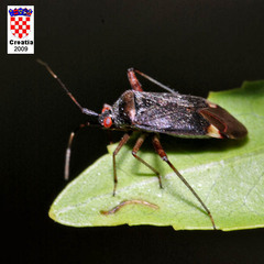 Closterotomus fulvomaculatus