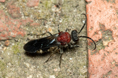 Mimecomutilla renominanda