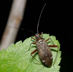 Closterotomus fulvomaculatus