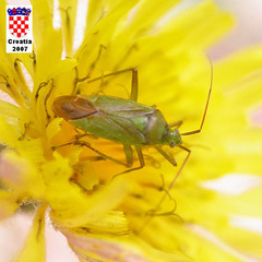 Closterotomus norwegicus