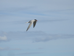Sterna hirundinacea