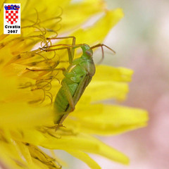 Closterotomus norwegicus