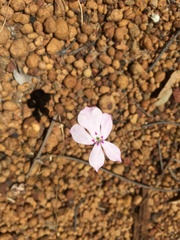 Isotoma hypocrateriformis