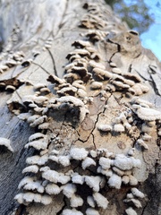 Schizophyllaceae