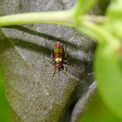 Closterotomus
