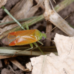 Dichrooscytus rufipennis