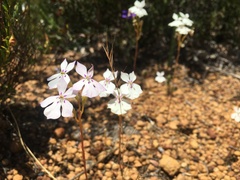 Isotoma hypocrateriformis