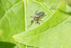 Tutelina elegans