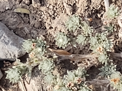 Euploca confertifolia