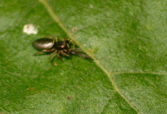 Tutelina elegans