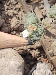 Euploca confertifolia