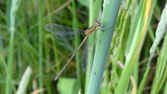 Lestes undulatus