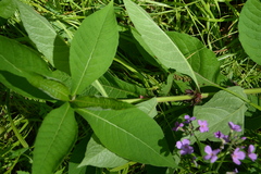 Triosteum aurantiacum