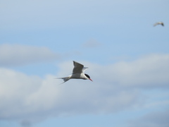 Sterna hirundinacea