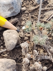 Euploca confertifolia