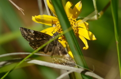 Erynnis baptisiae