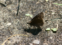 Erynnis baptisiae