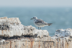 Rissa tridactyla pollicaris