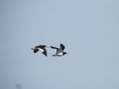 Haematopus leucopodus