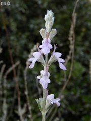 Teucrium creticum