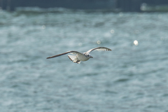 Rissa tridactyla pollicaris