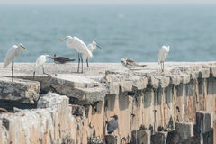 Rissa tridactyla pollicaris