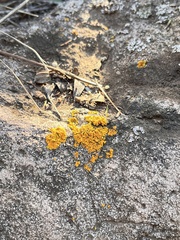 Xanthorioideae