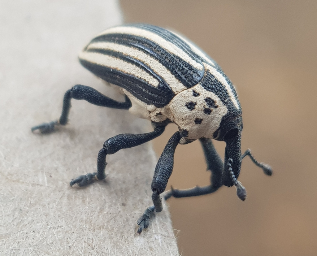 Sternuchopsis leucogrammus